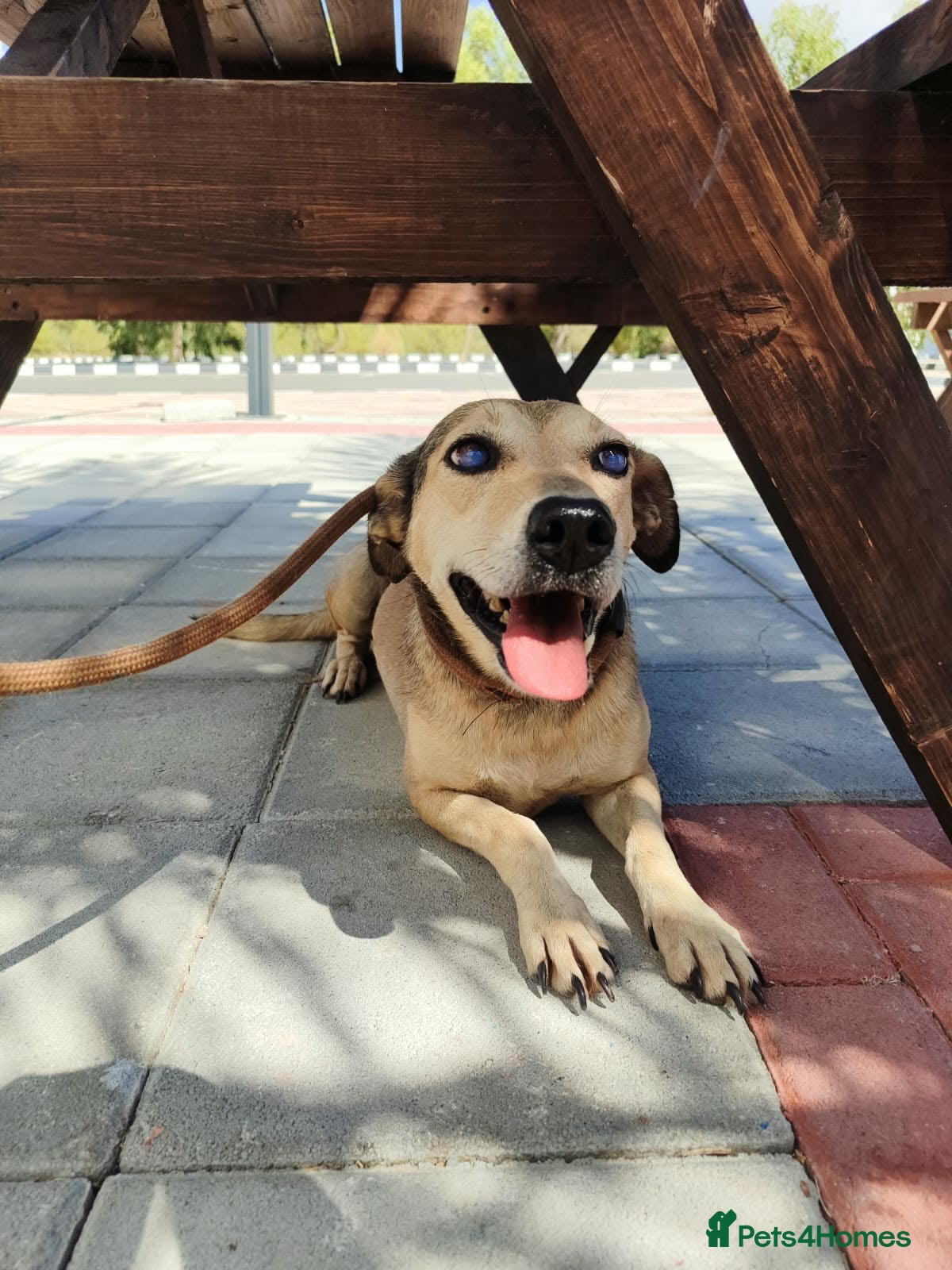 Mixed Breed dogs Sunny - Advert 1