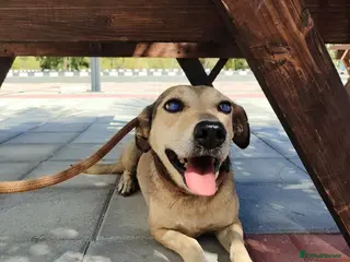 Mixed Breed dogs Sunny - Advert 1