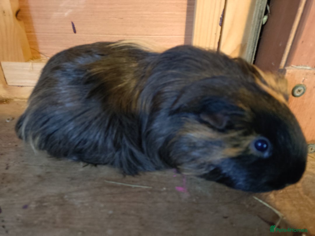 Guinea Pig rodents for sale: Two adult female and a pair of baby males - Advert 5