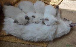 Ragdoll cats for sale: Bluepoint Ragdoll kittens due August 2025!  - Image 4