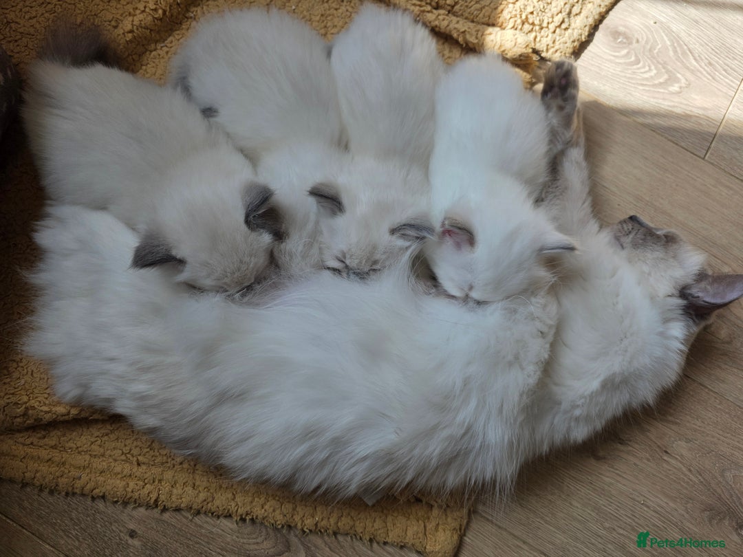 Ragdoll cats for sale: Bluepoint Ragdoll kittens due August 2025!  - Image 4