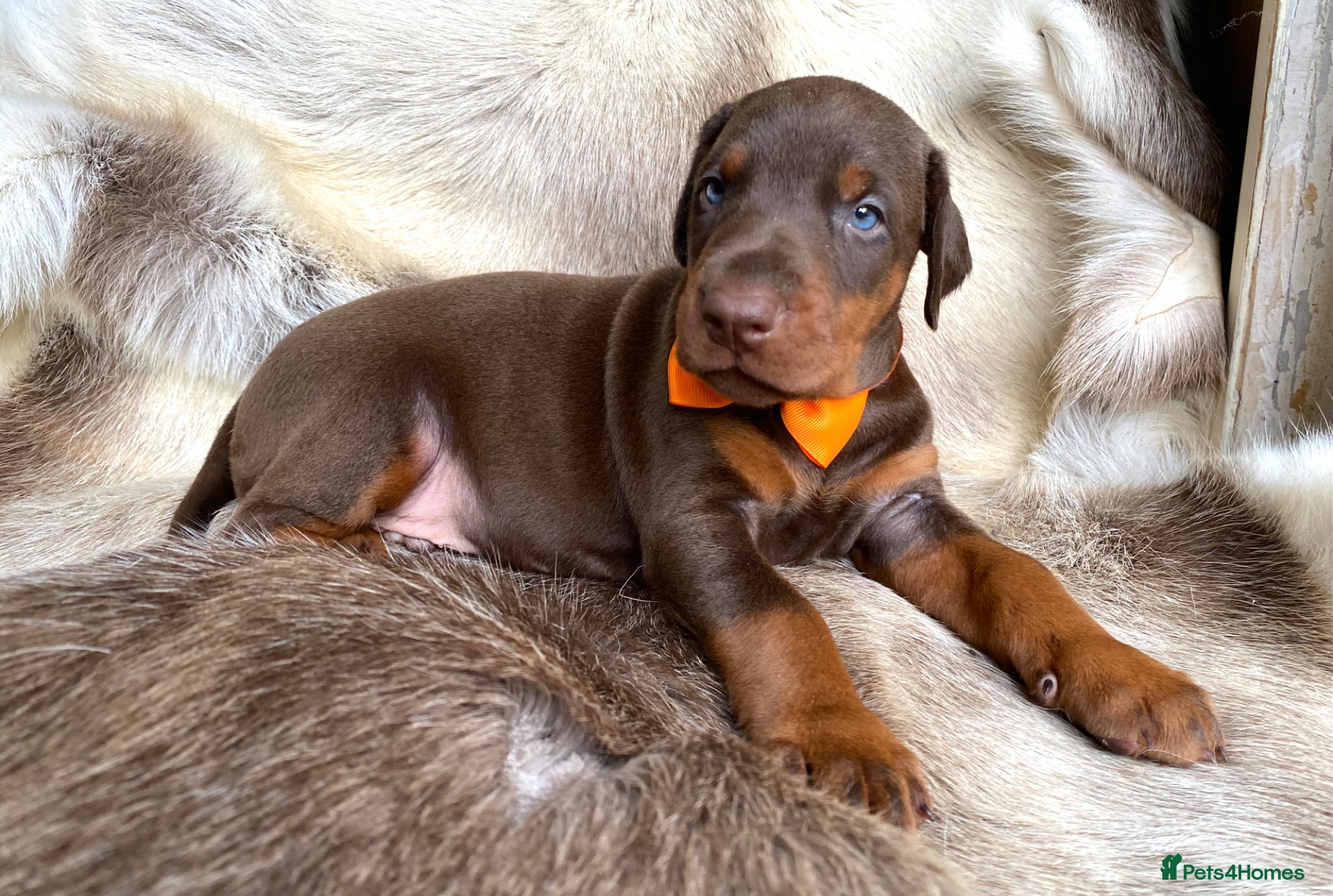 Dobermann dogs for sale: *KC REGISTERED* HEALTH TESTED DOBERMAN PUPPIES - Advert 23