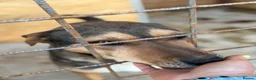 Mixed Breed dogs for adoption: 🌟 Special Home Needed for a Very Special Girl 🌟 in Pulborough - Advert 4