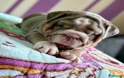 English Bulldog dogs for sale: Mr muscles pup 7 weeks old ready to go 28th  - Image 25