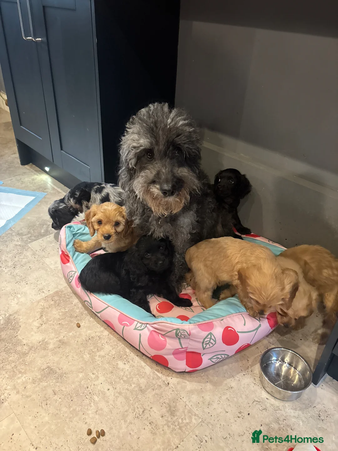 Cavapoo dogs for sale: F1 health tested Cavapoos unique merles/red/blacks - Advert 22