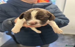 English Springer Spaniel dogs for sale: KC registered Springer spaniels puppies  - Image 24