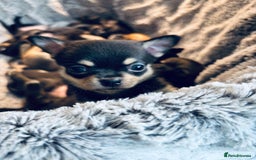 Chihuahua dogs for sale: Pure Breed Chihuahua  - Image 7