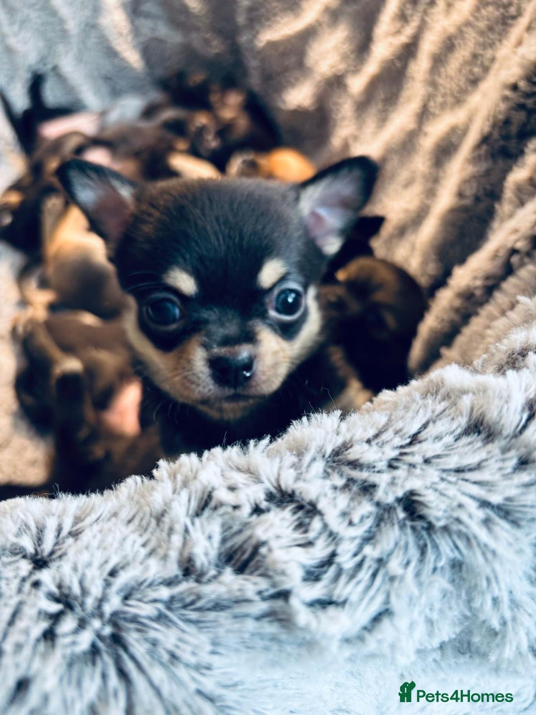 Chihuahua dogs for sale: Pure Breed Chihuahua  - Image 7