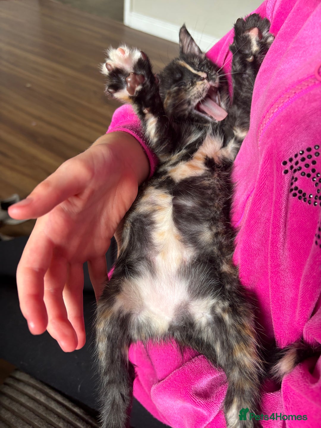 Maine Coon cats for sale: 1 girl left ready now! bengal/maine coon  - Image 14