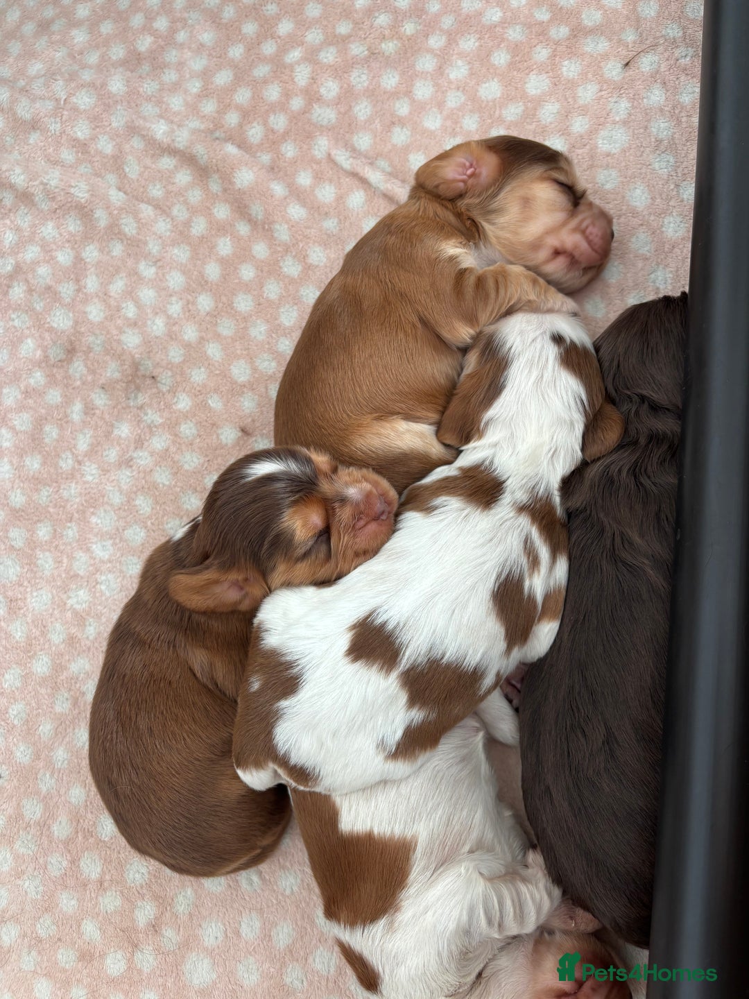 Cocker Spaniel dogs for sale: 🐶 Health-Tested Show-Type Cocke Spaniels 🐶 - Image 4