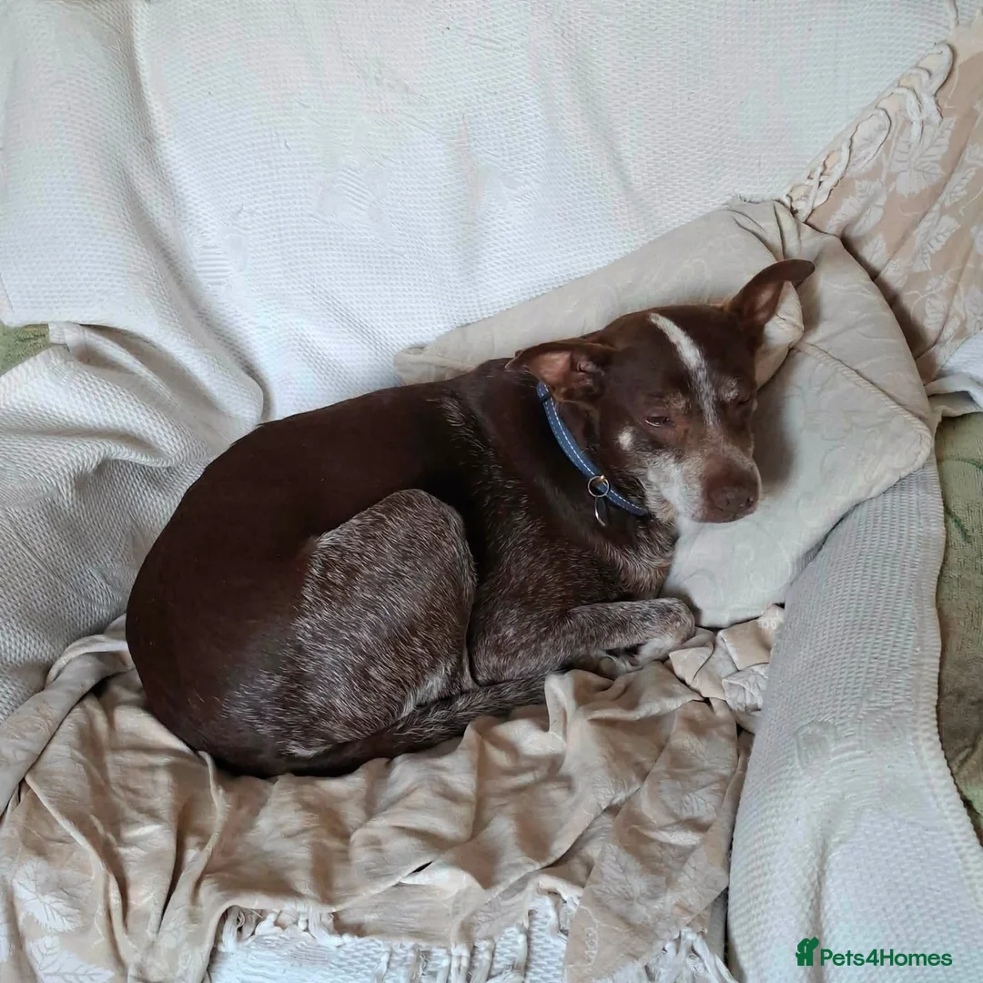 Mixed Breed dogs for adoption: Benji - Fakenham Norfolk  in Fakenham - Advert 2
