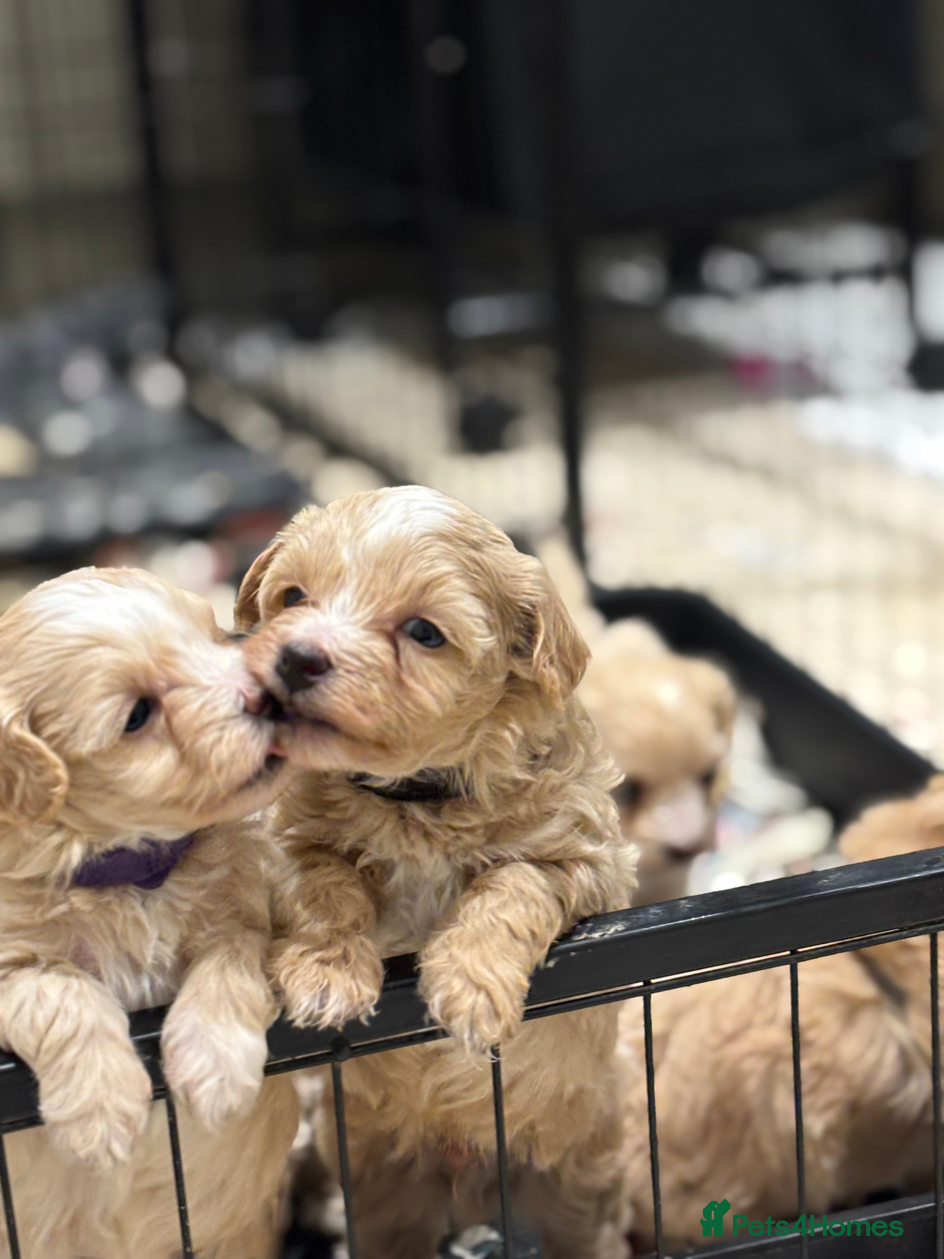 Maltipoo dogs 5 Gorgeous F1 Maltipoos Left!! - Advert 6