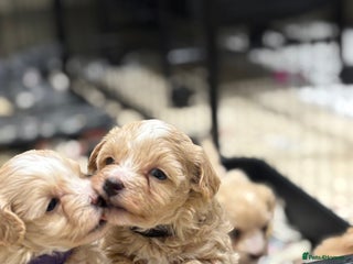 Maltipoo dogs 6 Gorgeous F1 Maltipoos for sale - Advert 2