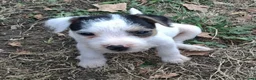 Jack Russell dogs for sale: Outstanding Jack Russel male puppies - Advert 5