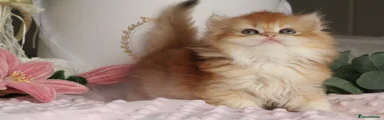 British Longhair 1