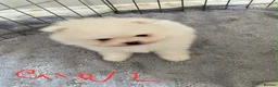 Pomeranian dogs for sale: Snow White Pomeranian Puppies  - Advert 11