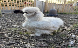 Chickens poultry for sale: Silkie Chicks Available - Image 9