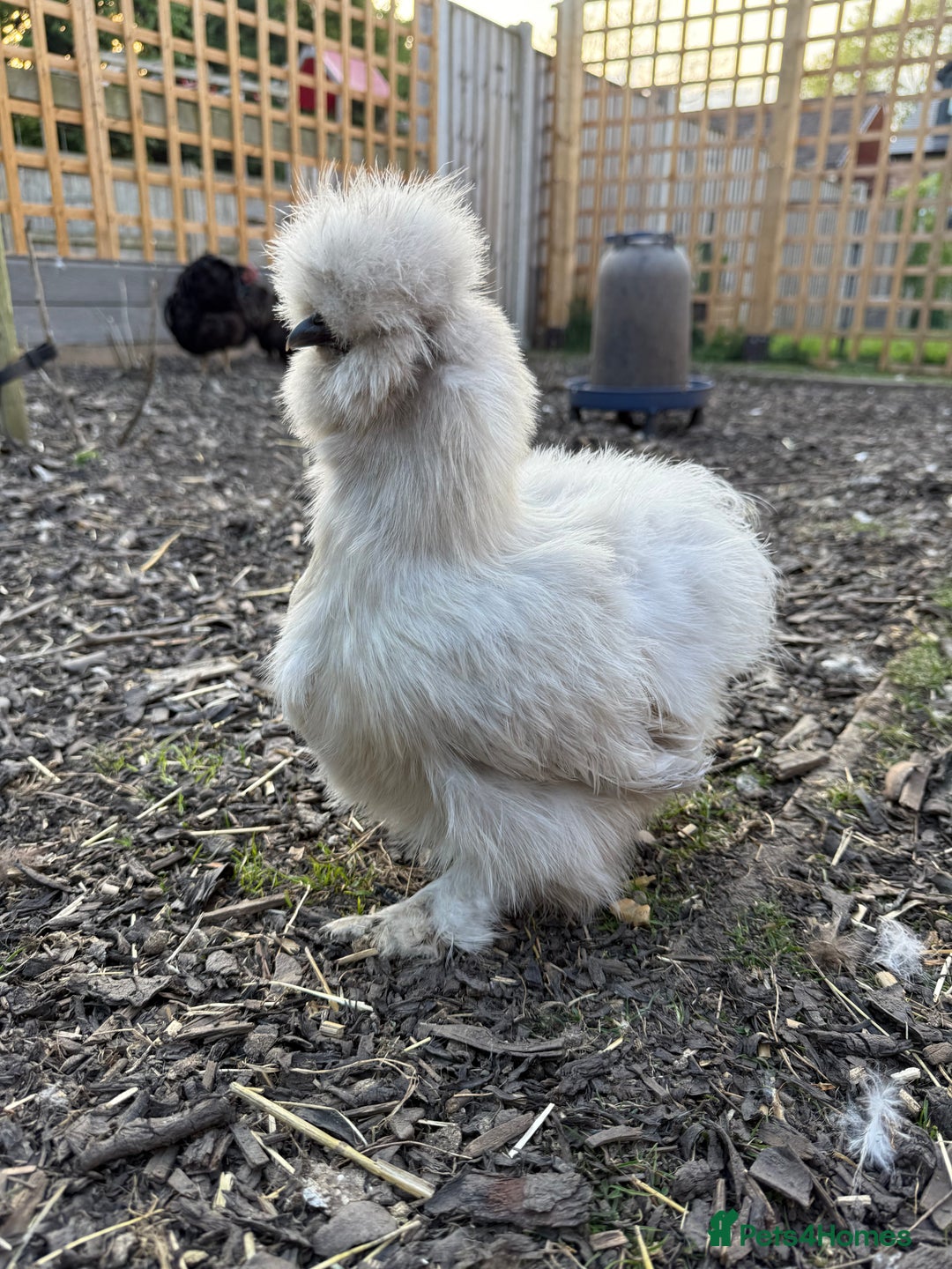 Chickens poultry for sale: Silkie Chicks Available - Image 9