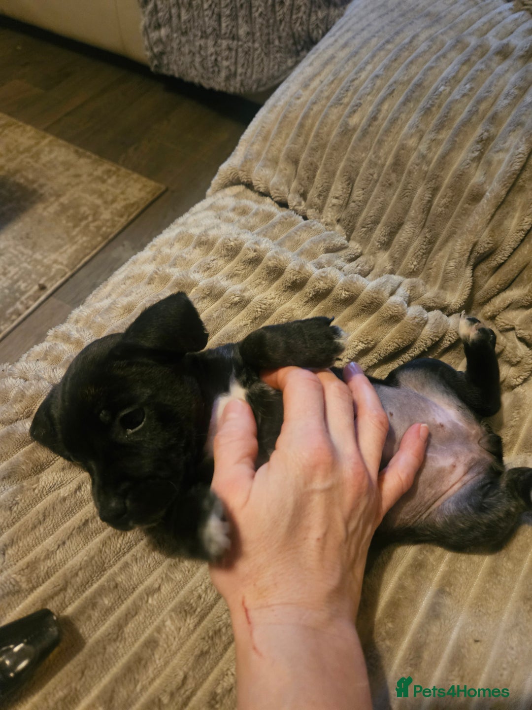 Mixed Breed dogs for sale: Staffy cross jacksui - Advert 20