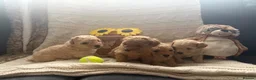 Maltipoo dogs for sale: Maltipoo Boys F1b licensed Breeder - Advert 6
