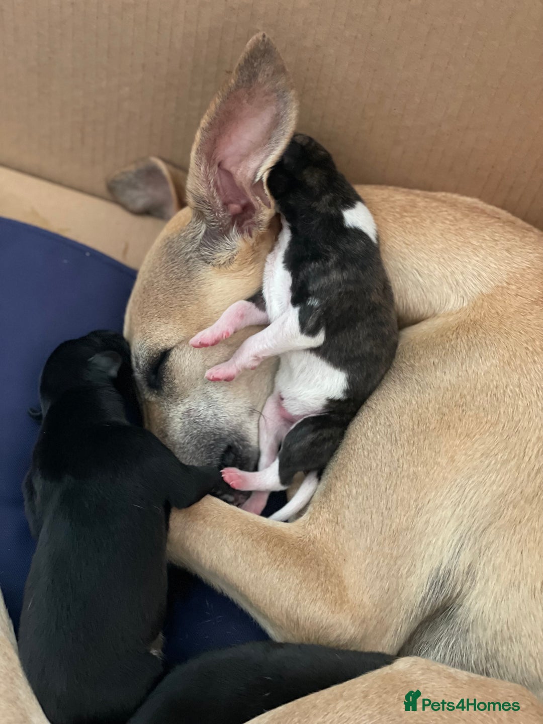Whippet dogs for sale: Beautiful homebred whippet puppies  - Image 4
