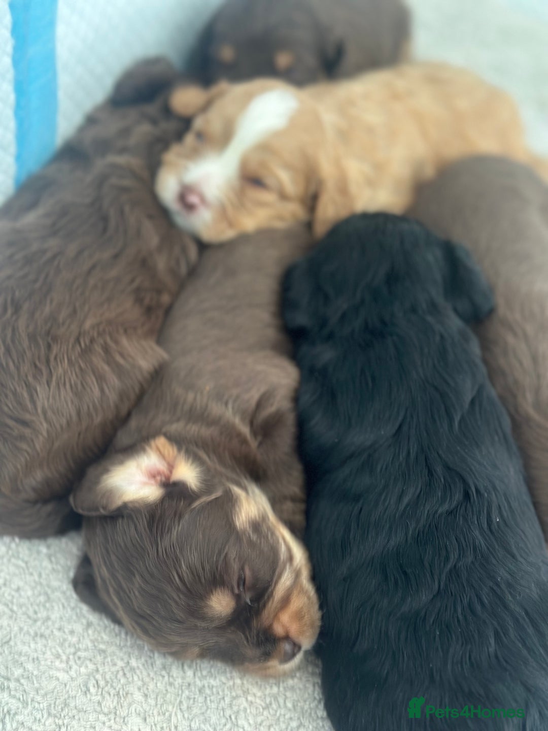 Cavapoo dogs for sale: Cute Cavapoo Puppies Ready for Loving Homes!  - Image 2