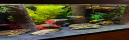 Rainbow Fish fish for sale: Boesemani Rainbows, Platies & Tiger Barbss in Woking - Advert 4