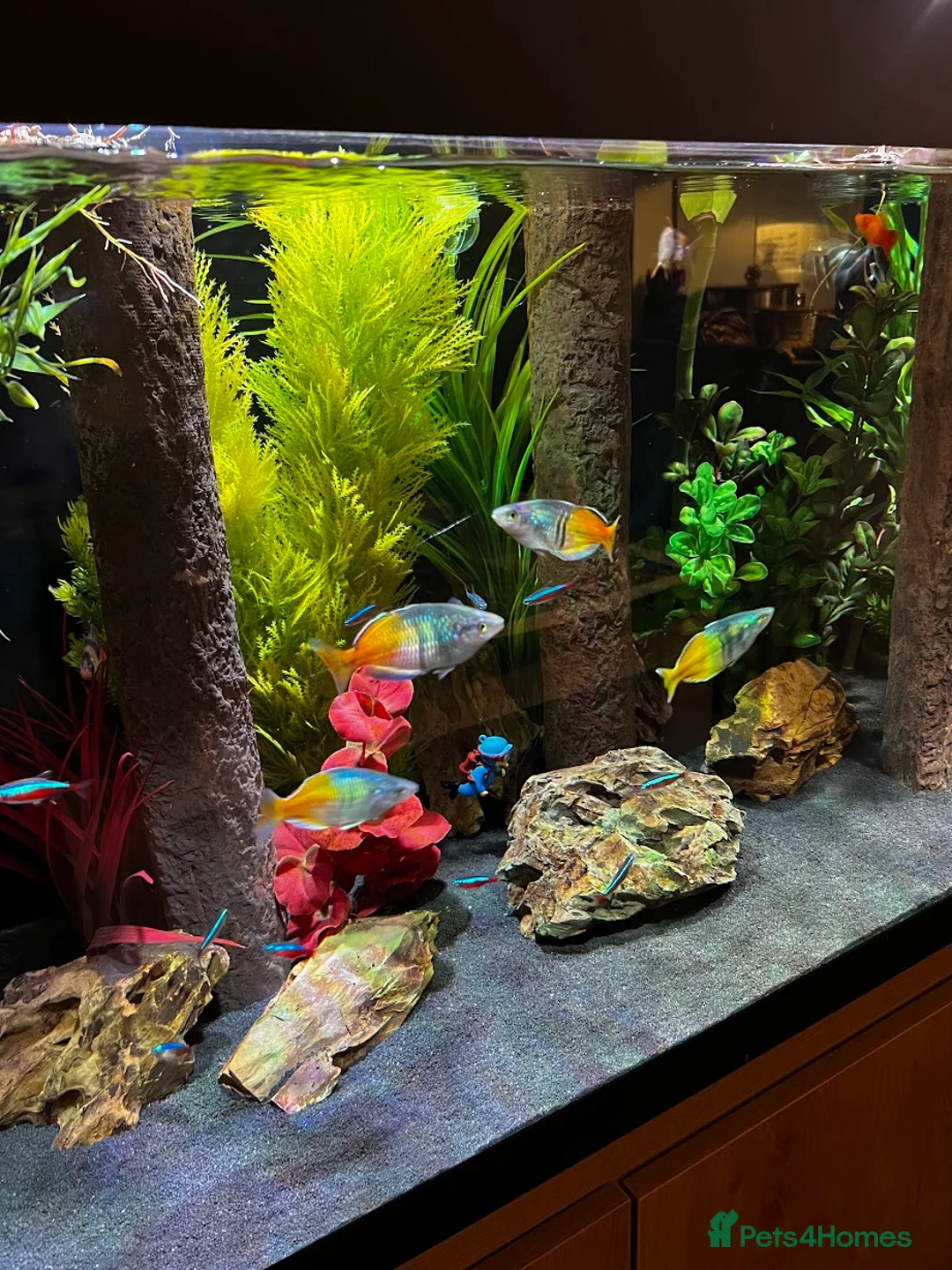 Rainbow Fish fish for sale: Boesemani Rainbows, Platies & Tiger Barbss in Woking - Advert 4