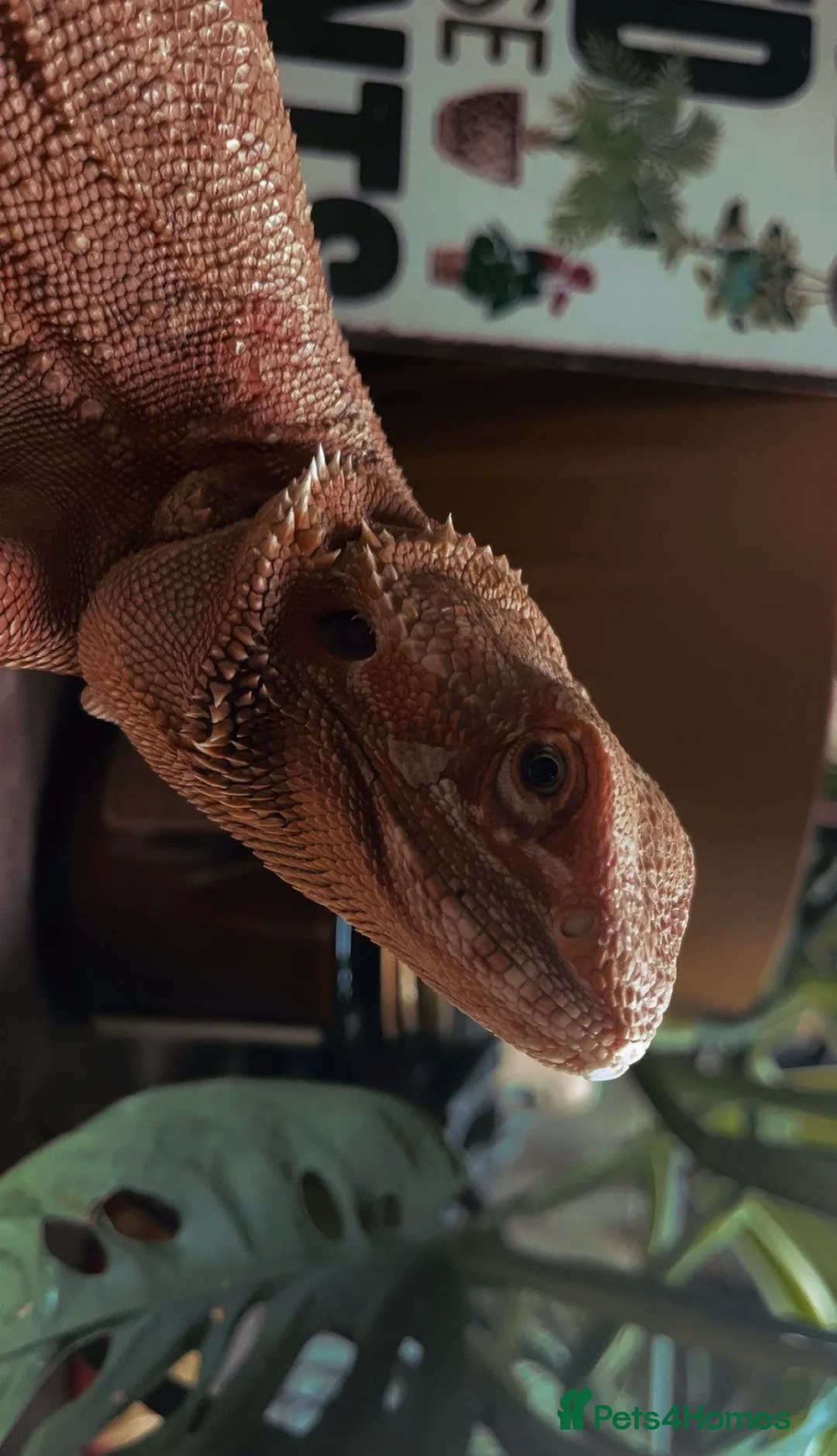 Bearded Dragon reptiles for sale: Bearded dragon  in Alford - Advert 1