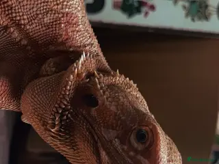 Bearded Dragon reptiles Bearded dragon in Alford - Advert 3