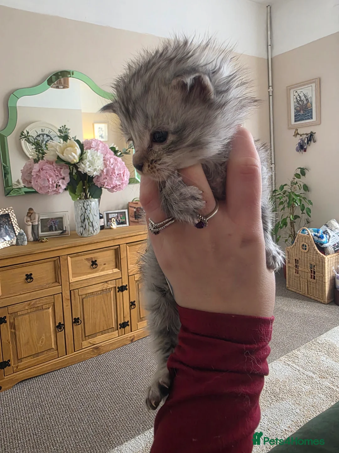 Maine Coon cats for sale: Maine Coon Kittens - Advert 9