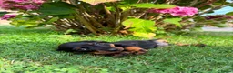 Miniature Dachshund dogs for sale: Kc reg, health tested,miniature dachshund puppies  - Advert 15