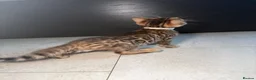 Bengal cats for sale: Bengal Male Kittens  - Advert 12