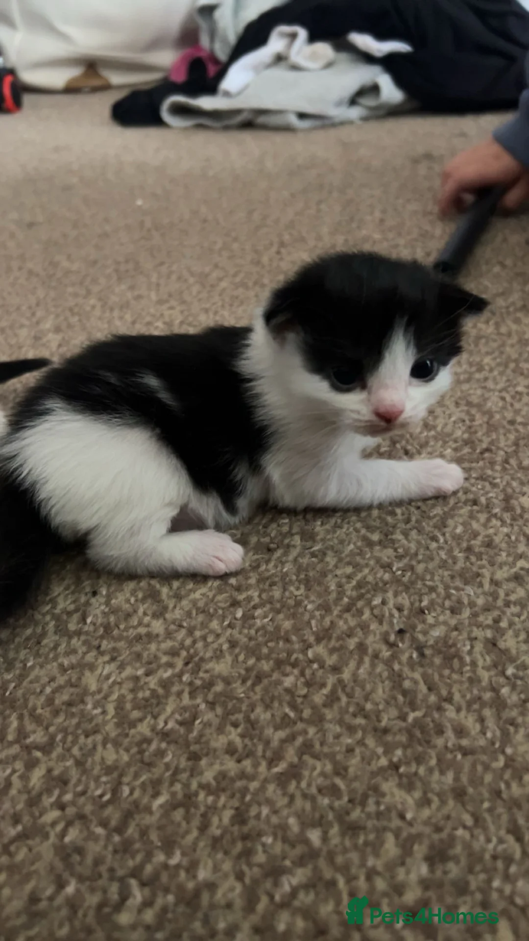 Mixed Breed cats for sale: 2 kittens  in Honiton - Advert 2