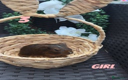 Guinea Pig rodents for sale: 4 baby guinea pigs looking for their forever home - Image 3