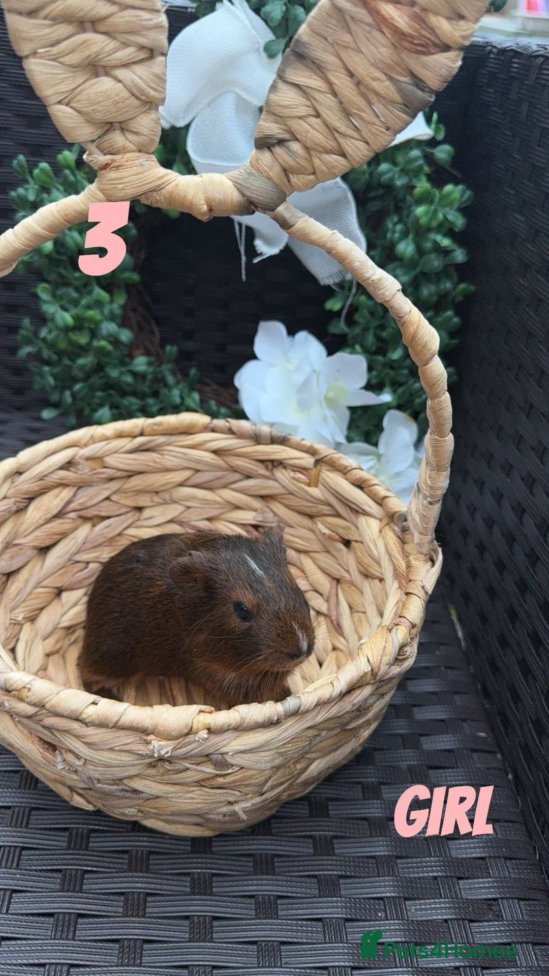 Guinea Pig rodents for sale: 4 baby guinea pigs looking for their forever home - Image 3