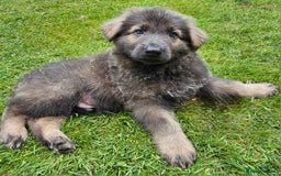 German Shepherd dogs for sale: 🔹️beautiful purebred straight back KC gsp's🔹️ - Image 18