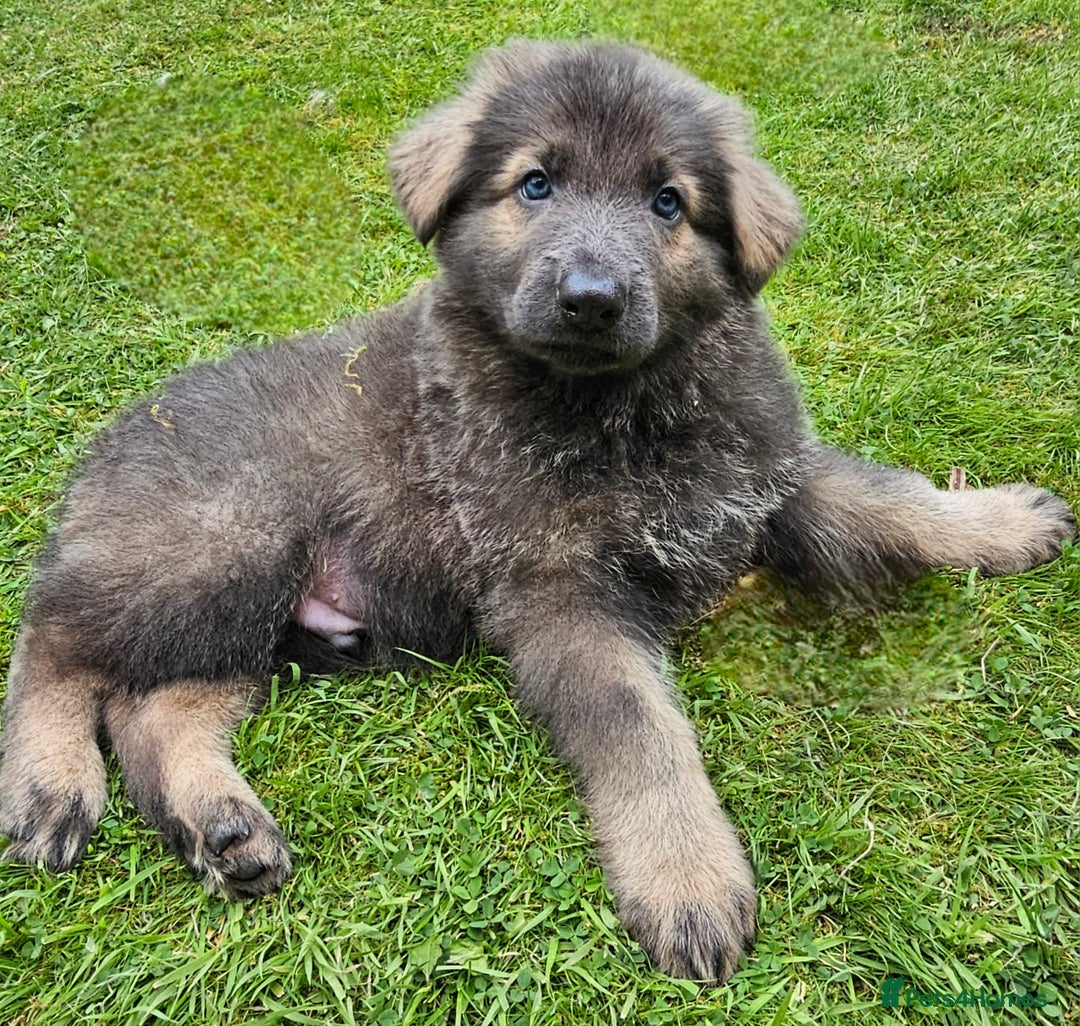 German Shepherd dogs for sale: 🔹️beautiful purebred straight back KC gsp's🔹️ - Image 18