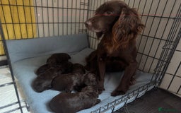 Cockapoo dogs for sale: Cockerpoos  - Image 8