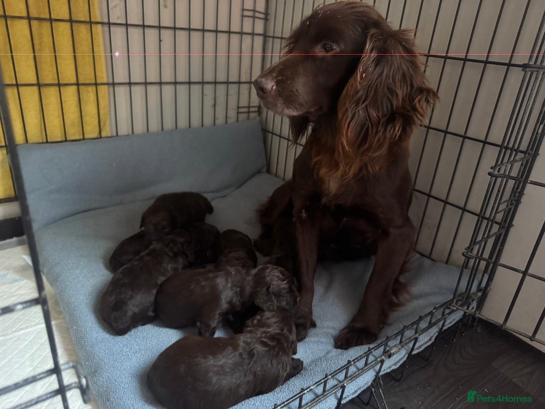 Cockapoo dogs for sale: Cockerpoos  - Image 8
