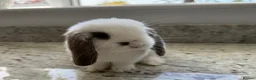 Mini Lop rabbits for sale: Beautiful mini lops - Advert 14