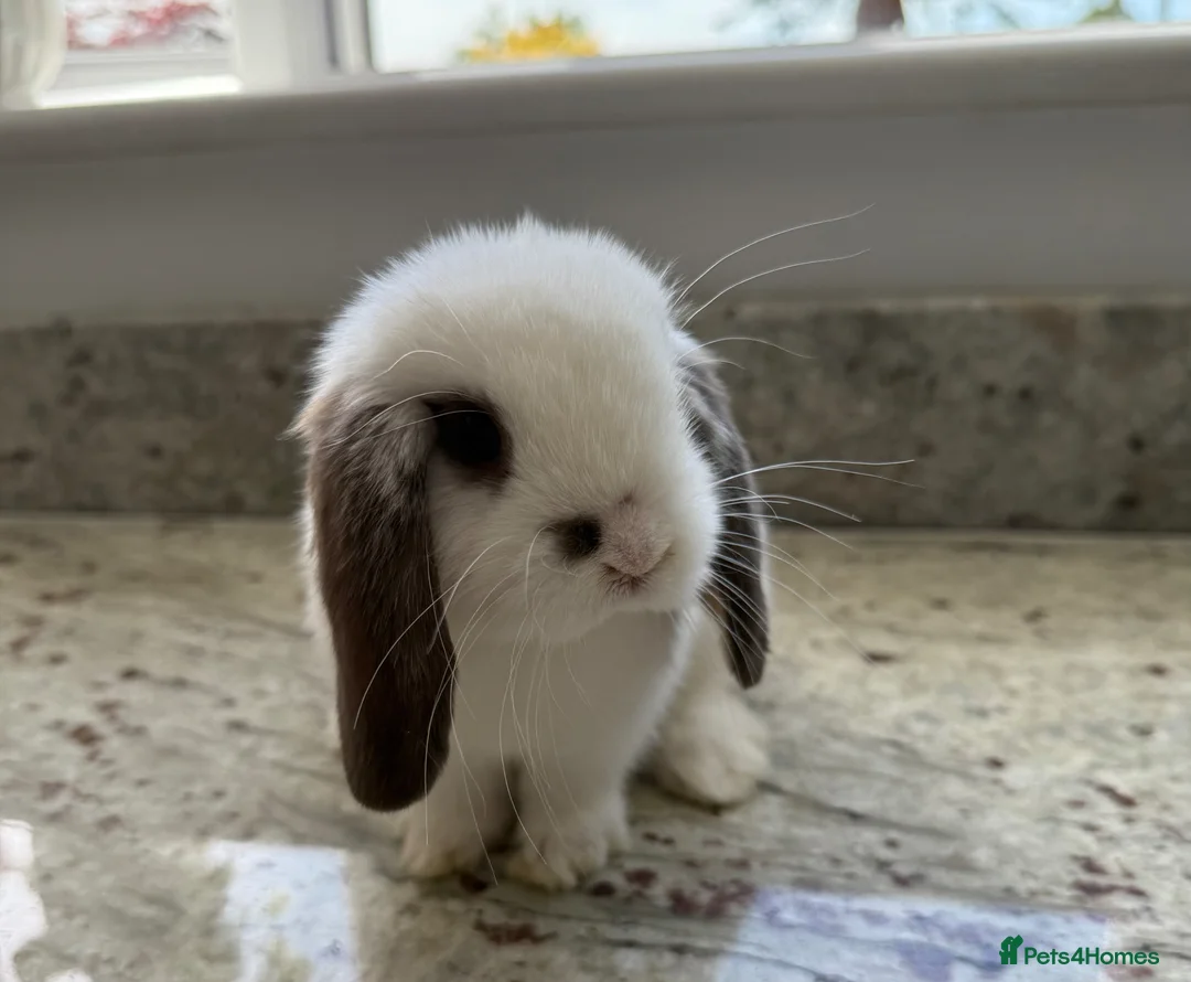 Mini Lop rabbits for sale: Beautiful mini lops - Advert 14