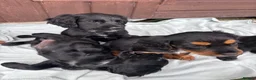 Sprocker dogs for sale: 🩵6 sprocker puppies 💜 - Advert 4