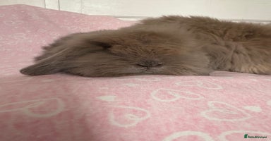 Mini Lion Lop rabbits Gorgeous fluffy little mini lion lop baby bunny’s  - Advert 6