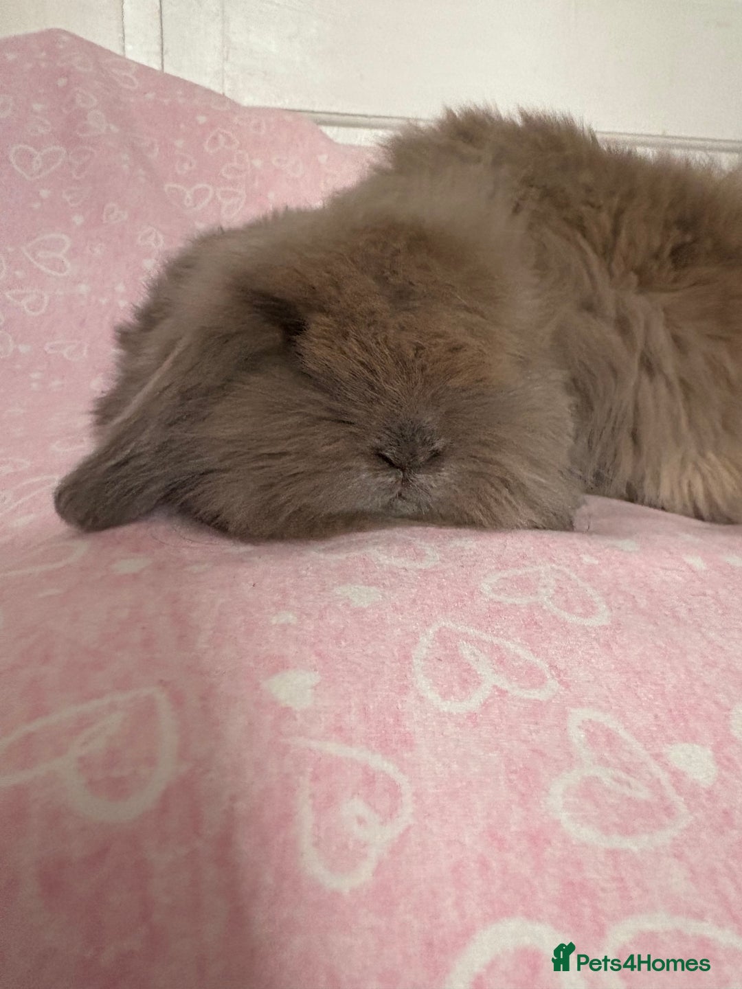 Mini Lion Lop rabbits for sale: Gorgeous fluffy little mini lion lop baby bunny’s  - Advert 2