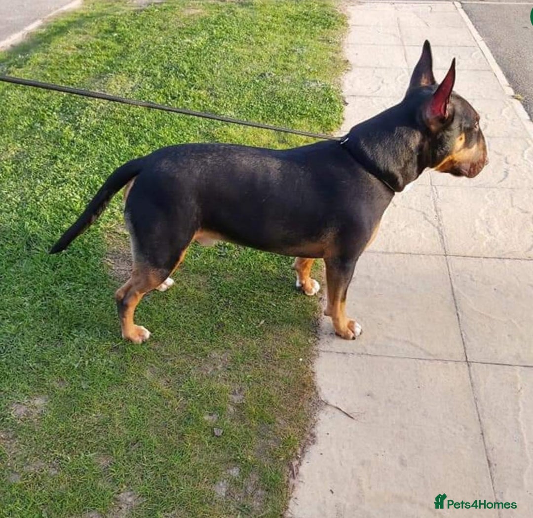 English Bull Terrier dogs for sale: Beautiful Betty  - Advert 10