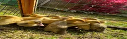 Ducks poultry for sale: Indian Runner Ducklings Available  - Advert 3