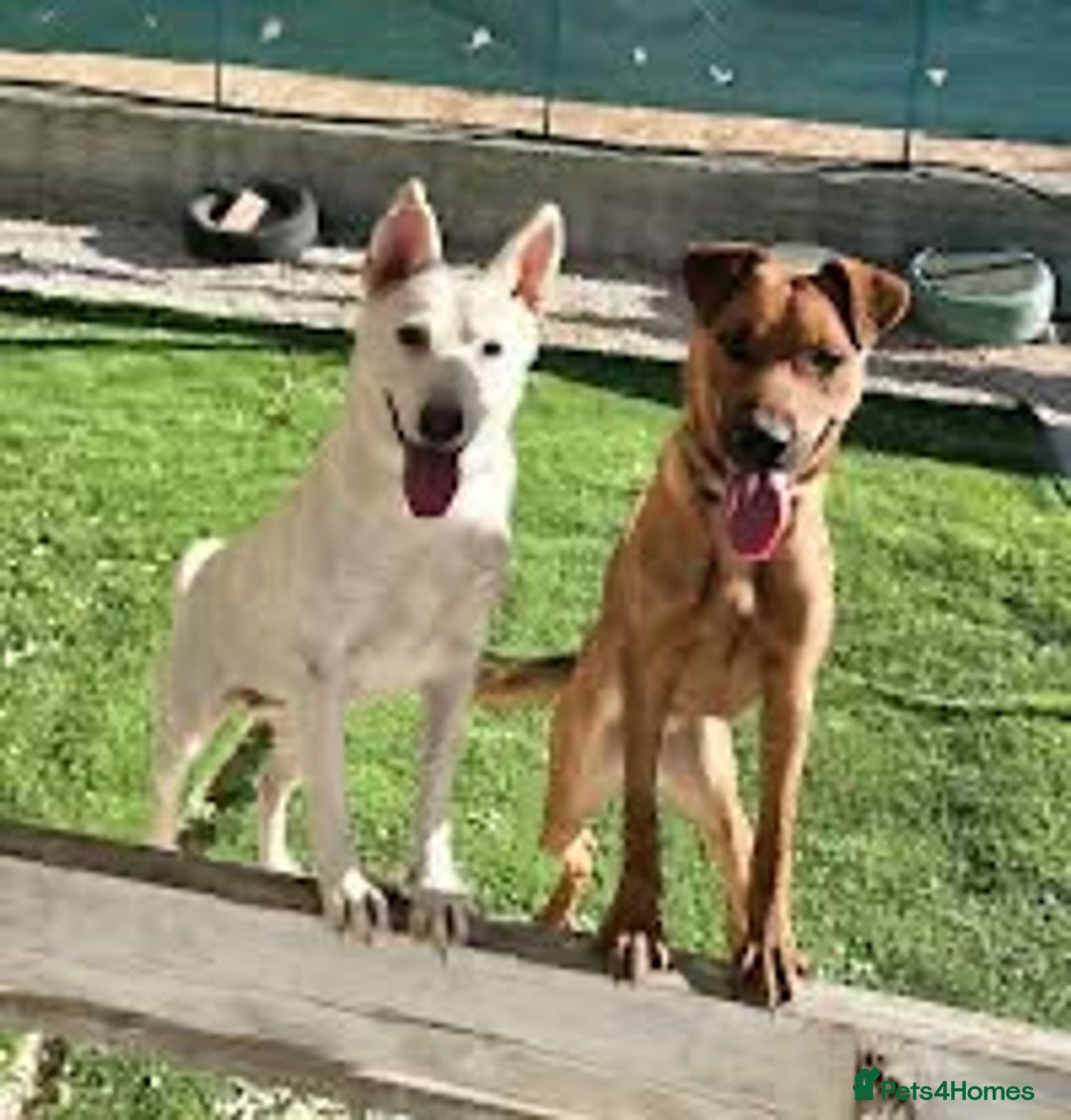 Mixed Breed dogs for adoption: Sasha with a zest for life  - Advert 6