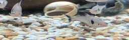 Other/Mixed Breed fish for sale: Various fish for sale  in Northolt - Advert 7