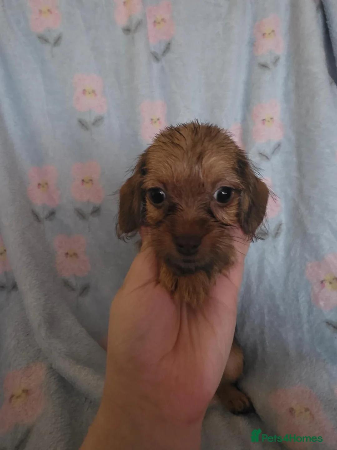 Mixed Breed dogs for sale: Mini schweenies ready to go - Advert 2